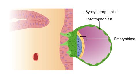 syncytiotrophoblast|syncytiotrophoblast function.